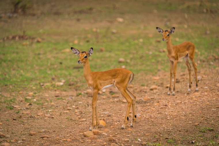 134 Zambia, South Luangwa NP, baby impala's.jpg